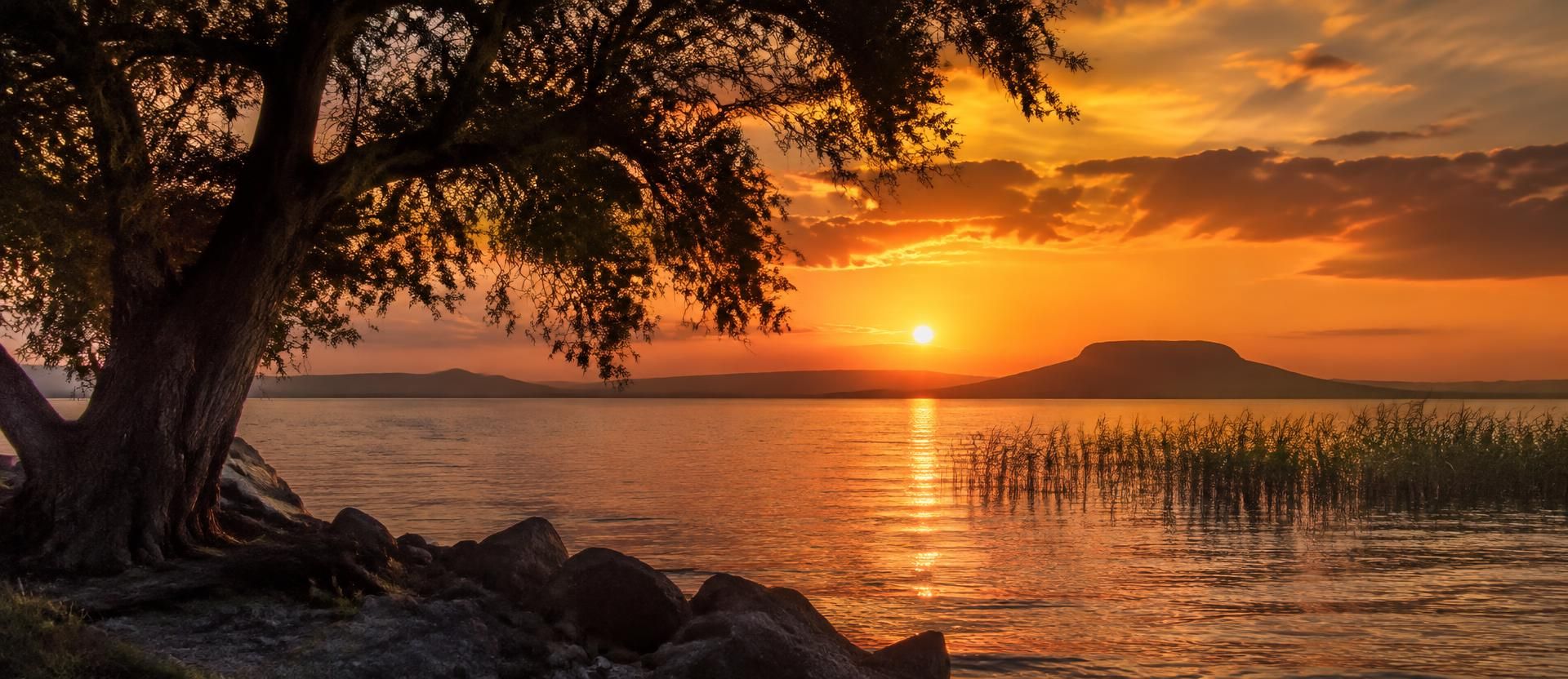 Naplemente a Balaton felett, előtérben egy öreg fa sziluettjével és nádassal